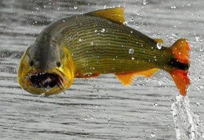 Dorado, plenitud de oro