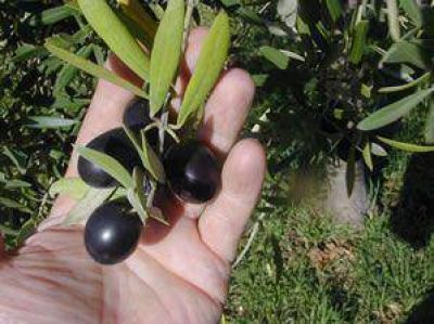 San Juan se prepara para una nueva edici�n de Agroliva