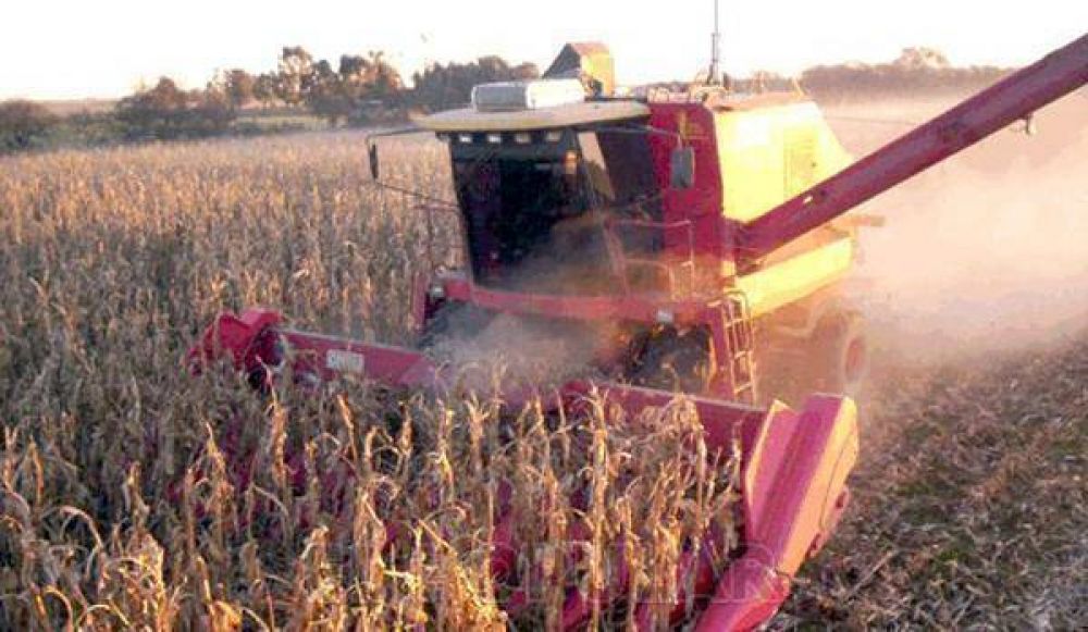 Con clima favorable, en dos semanas concluir� la cosecha de ma�z
