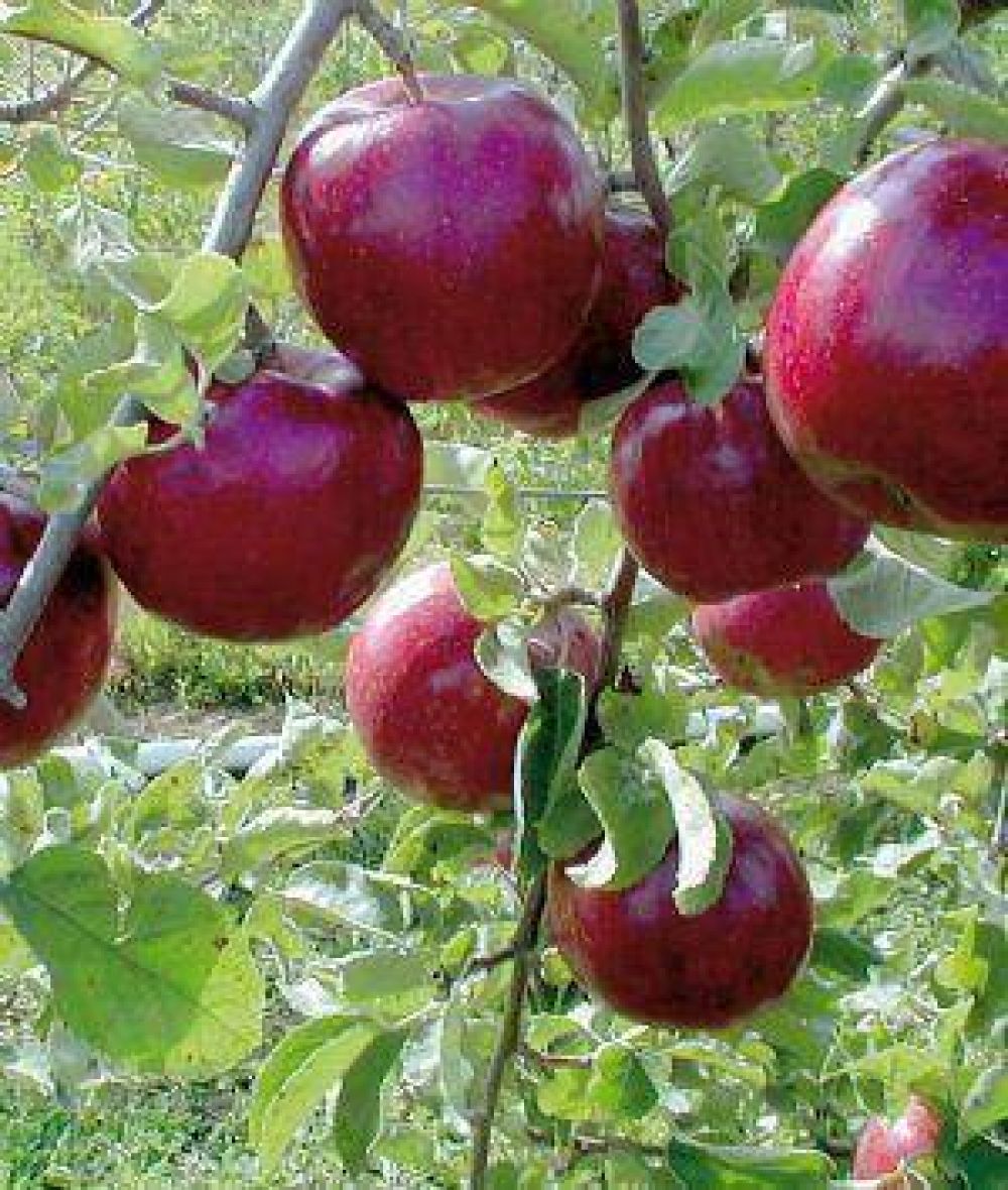 En dos d�cadas, la manzana en Tunuy�n perdi� 77% de tierras