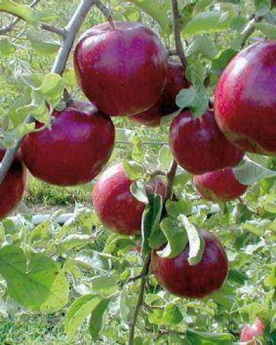 En dos d�cadas, la manzana en Tunuy�n perdi� 77% de tierras