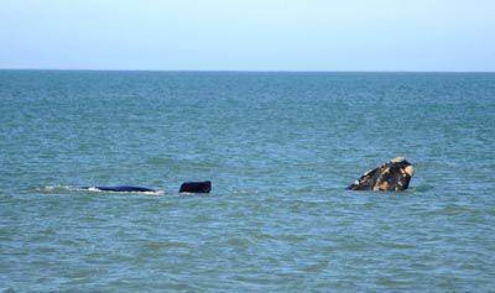 Las ballenas visitan La Feliz con la temperatura m�s baja del a�o