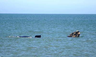 Las ballenas visitan La Feliz con la temperatura m�s baja del a�o