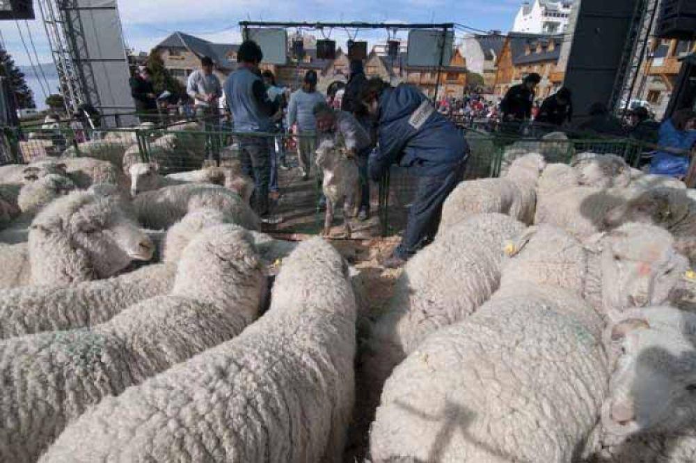 Fiesta de la esquila causa muy buena sensaci�n en Bariloche