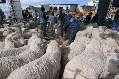 Fiesta de la esquila causa muy buena sensaci�n en Bariloche