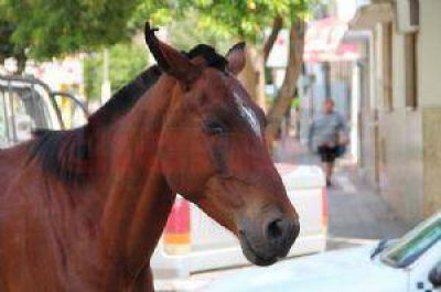 Un caballo alter� la ma�ana tras huir de su jinete en pleno centro