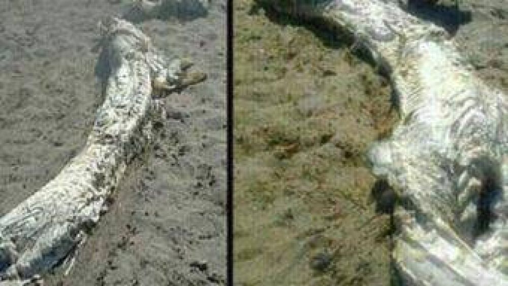 Misterio por un hallazgo de un �monstruo marino�