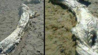 Misterio por un hallazgo de un �monstruo marino�