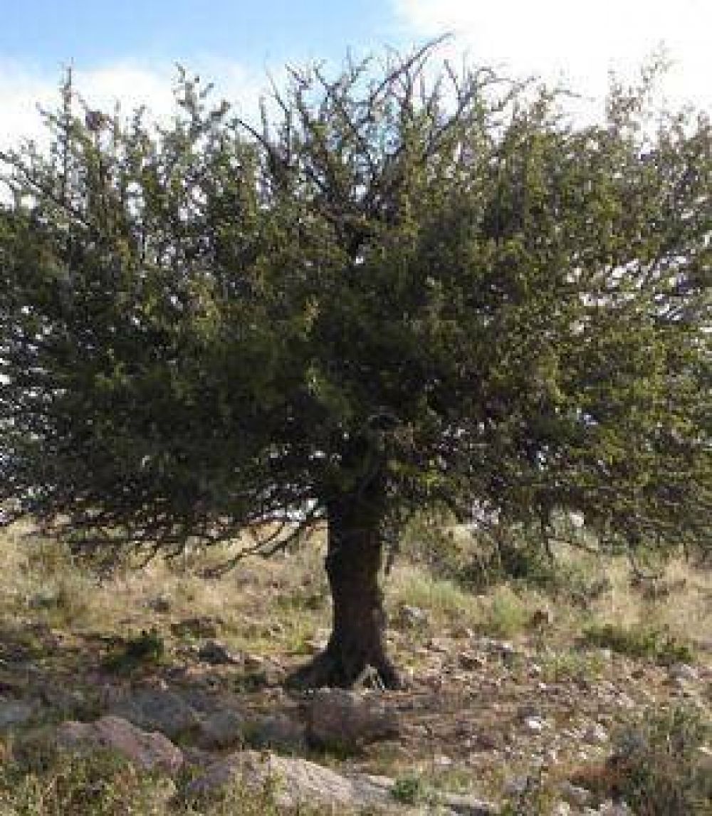 Proponen designar como �rbol hist�rico al mistol