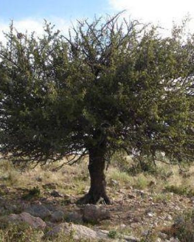 Proponen designar como �rbol hist�rico al mistol