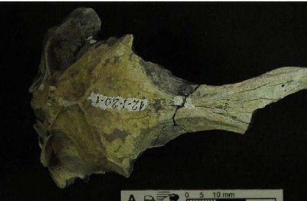 Tienen 35 millones de a�os y son de la Ant�rtida