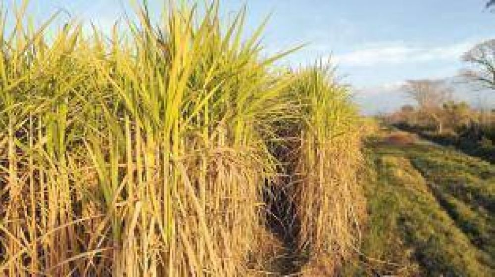 Las heladas da�aron el 80% de la ca�a