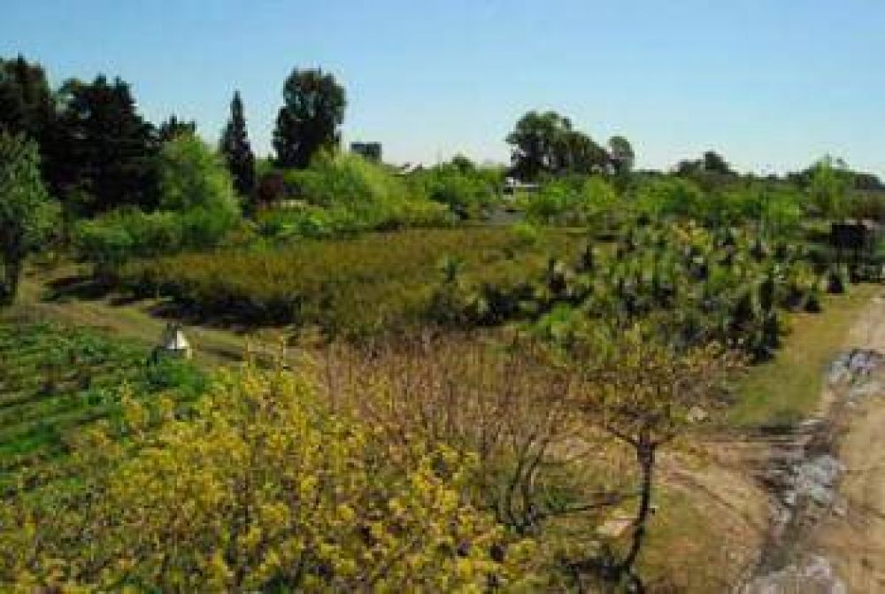 Plan de forestaci�n urbana en Hurlingham