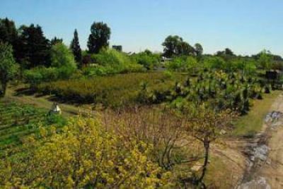 Plan de forestaci�n urbana en Hurlingham