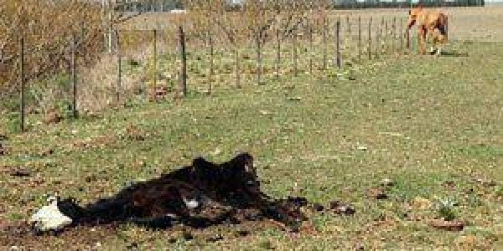 Denuncian mortandad de animales en los campos