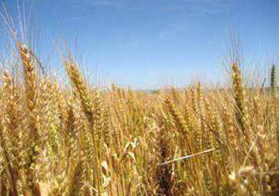 Trigo: cultivos bonaerenses en riesgo por falta de agua