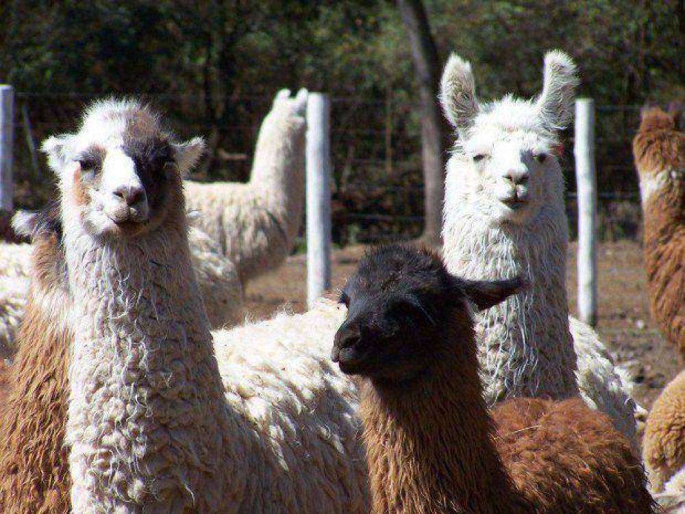 Fondos para fibras de llama