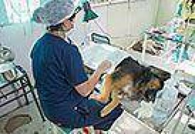 Vidanimal pide que haya m�s castraciones de perros y gatos