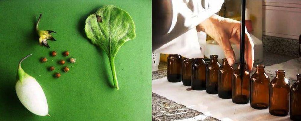 Las propiedades de una planta pampeana