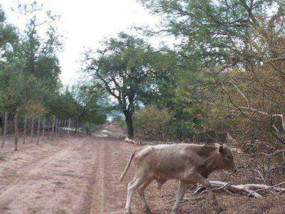 En el chaco salte�o piden ayuda urgente por la sequ�a