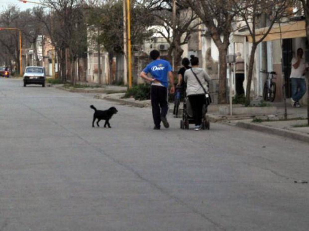 Preocupaci�n por la mortandad de m�s de 20 gatos y perros en Sastre