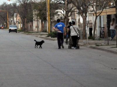 Preocupaci�n por la mortandad de m�s de 20 gatos y perros en Sastre
