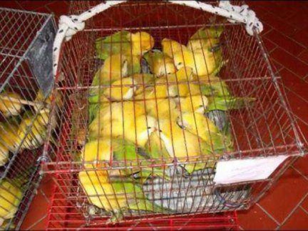 Pintaban el plumaje de loros para venderlos m�s caros y fueron detenidos 