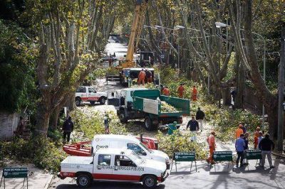 El Municipio de Tigre contin�a con el Plan de Poda y Forestaci�n 2013