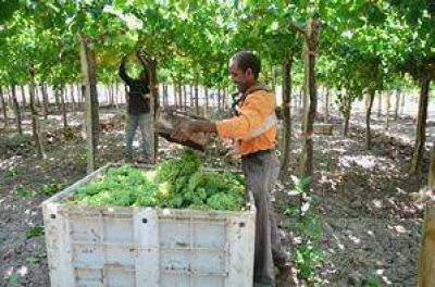  Buscan destrabar venta directa de uvas en China	