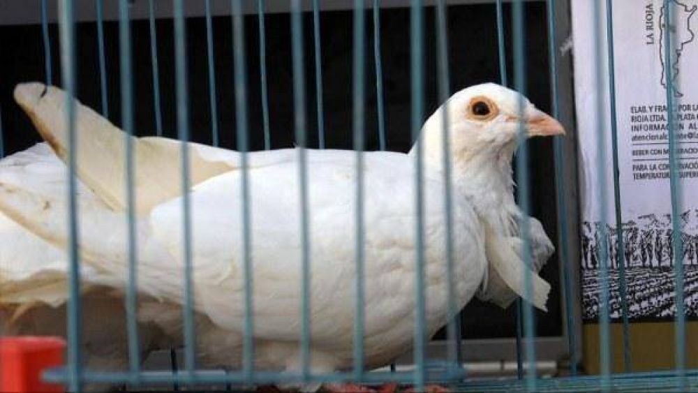 Detuvieron a tres personas que traficaban droga con palomas