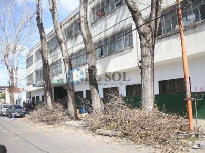 Ra�ces traen problemas en la EES N� 15