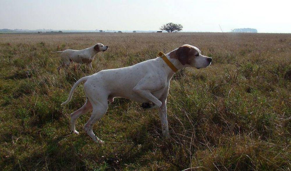 Competencia oficial del Pointer Club Argentino
