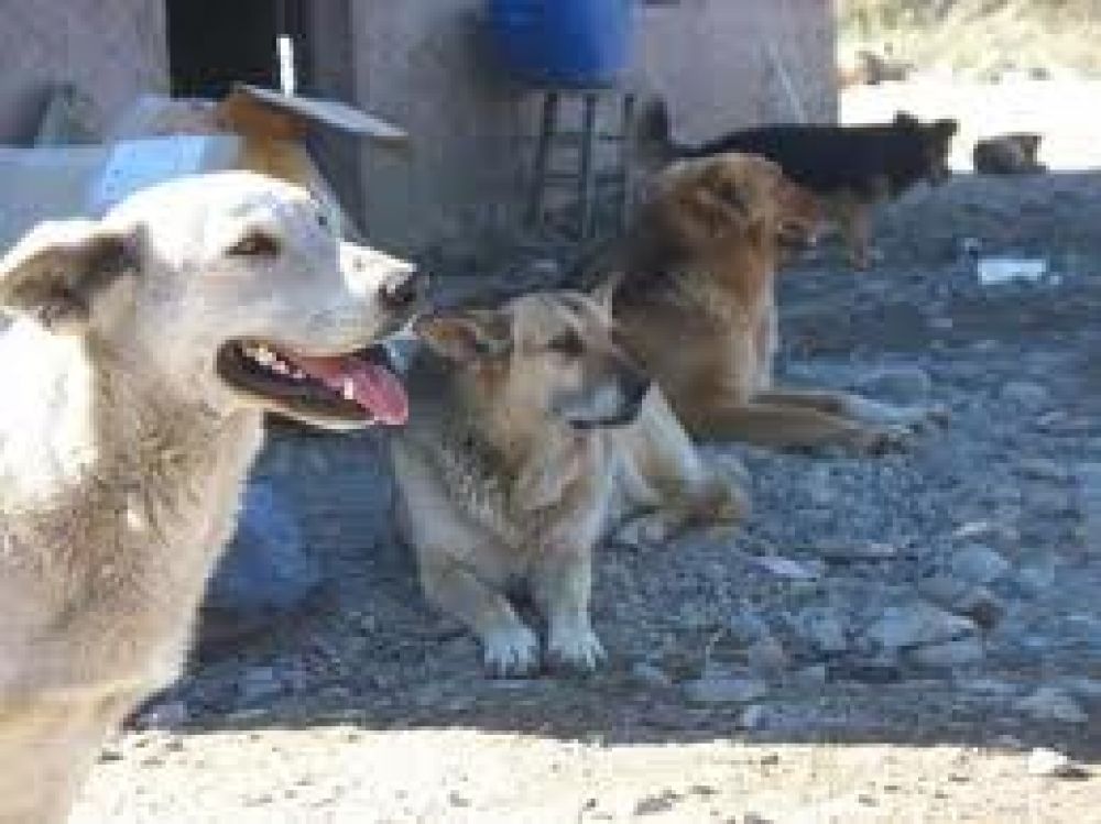 La agrupaci�n Perros Ramallo denuncia que desaparecen animales