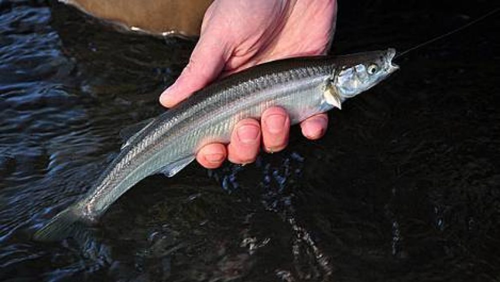 Vedan diques de la provincia para la pesca de pejerrey