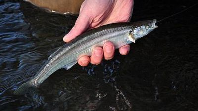 Vedan diques de la provincia para la pesca de pejerrey