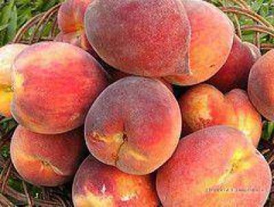 Reglamentan ley de sanidad vegetal