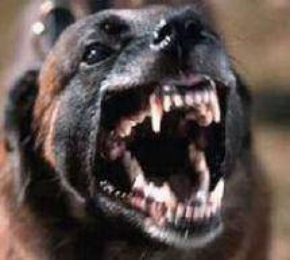 Los perros volvieron a ser noticia en Salta, esta vez modieron a un beb� en la cara