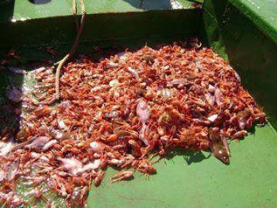S�lo el 3% del langostino fue capturado en Santa Cruz