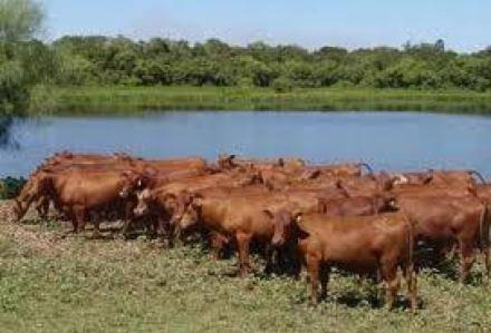 Las recientes lluvias mejoraron la situaci�n productiva en el territorio 