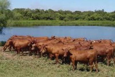 Las recientes lluvias mejoraron la situaci�n productiva en el territorio 