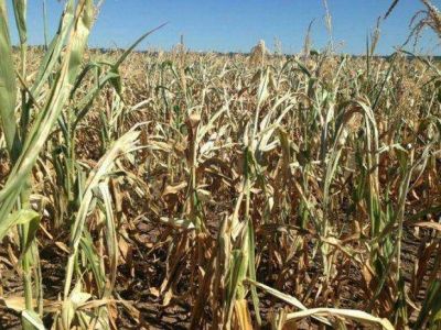 Una nueva promesa para los productores afectados por la sequ�a