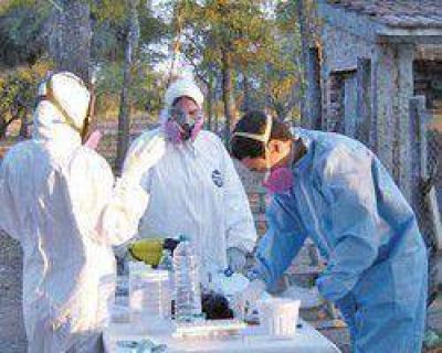  Chagas: el �ndice de infectaci�n pas� del 30 al 3%