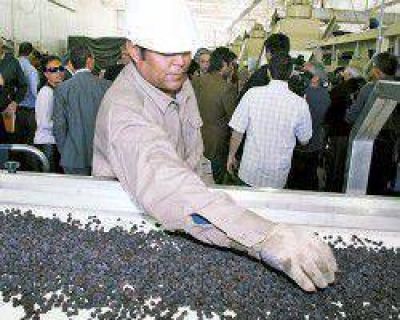Caucete: buscan tener una planta industrial de pasas y vino artesanal