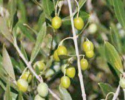 Olivos, damascos y almendros, los m�s afectados por el fr�o