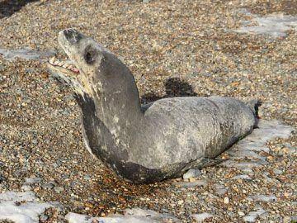 Foca leopardo en Puerto Deseado