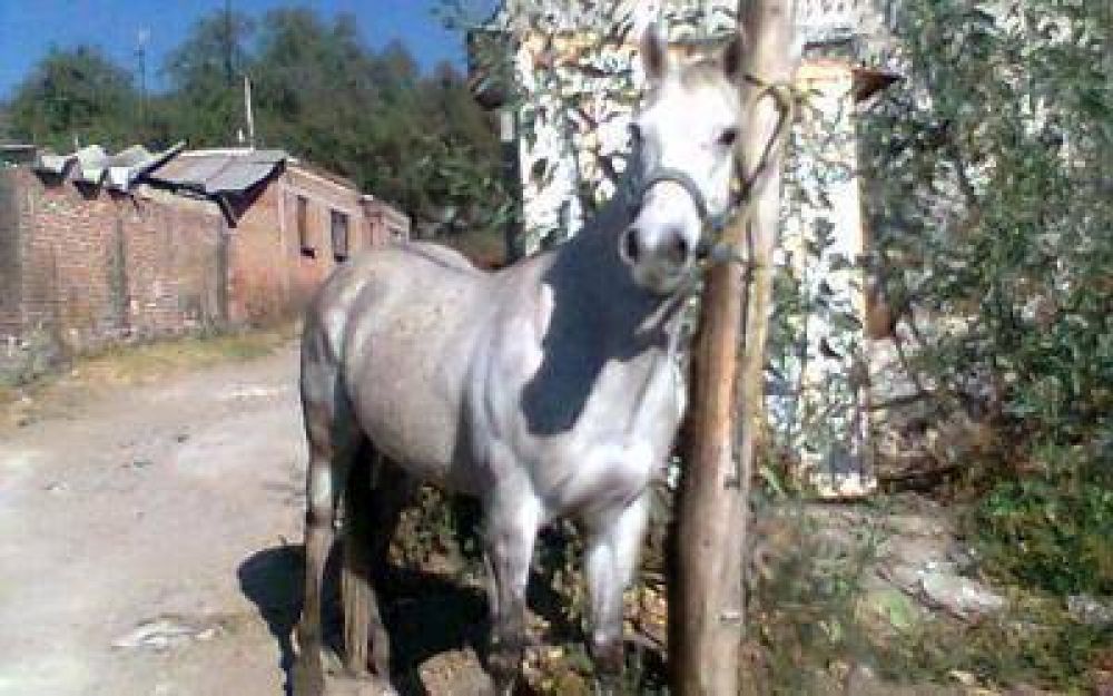 Guernica: Detienen vecino que robaba caballos para rellenar chorizos