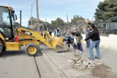 Comenz� la extracci�n de �rboles en el Liceo pero sigue la disconformidad de los vecinos