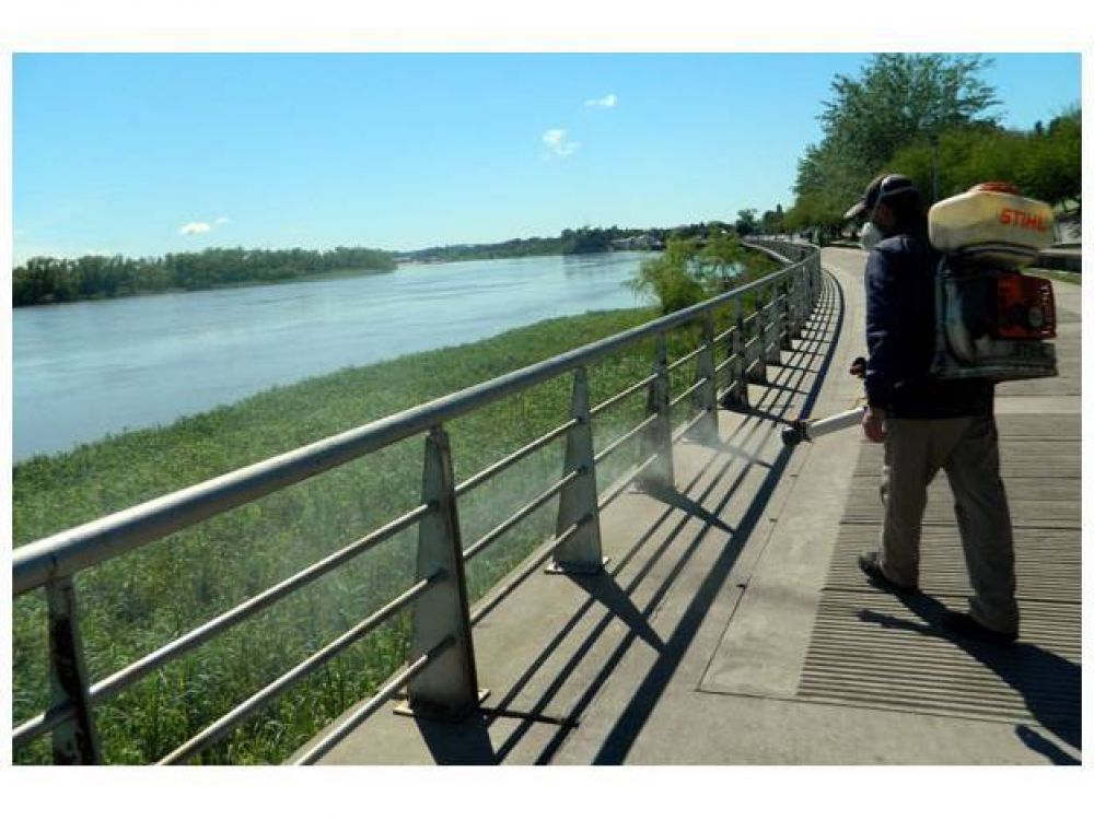 El 2 de setiembre se lanzar� la Campa�a Anual Contra Mosquitos en Paran�