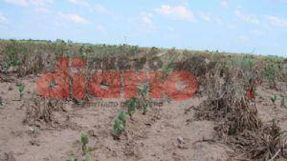 Riegan con urgencia los campos m�s afectados