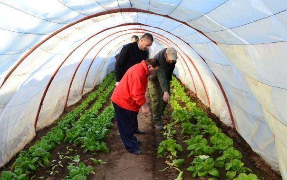 Primera producci�n de lechuga en el Centro de Inclusi�n Las Artes